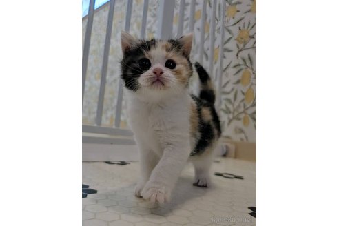 販売中の兵庫県のマンチカン-112983の3枚目