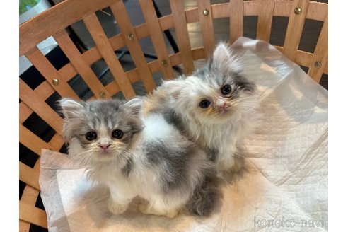 販売中の千葉県のマンチカン(短足)-112988の7枚目