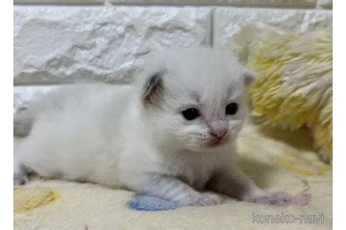 成約済の山梨県のラグドール-112997の3枚目