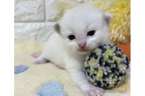 成約済の山梨県のラグドール-112997の4枚目