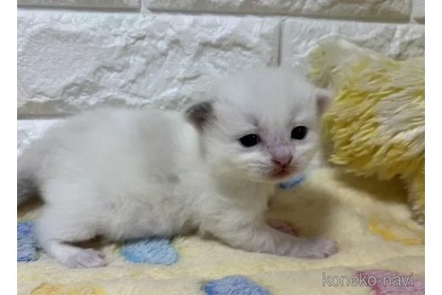 成約済の山梨県のラグドール-112997の5枚目