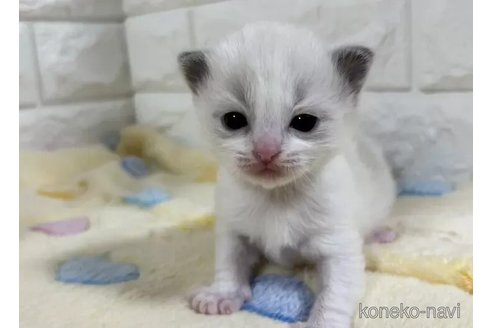 成約済の山梨県のラグドール-112998の3枚目