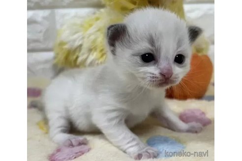 成約済の山梨県のラグドール-112998の5枚目