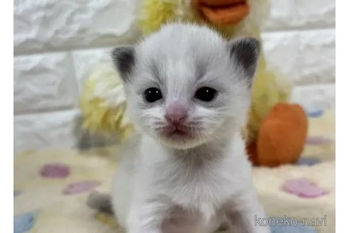 成約済の山梨県のラグドール-112998の2枚目
