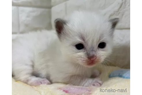 成約済の山梨県のラグドール-112999の4枚目