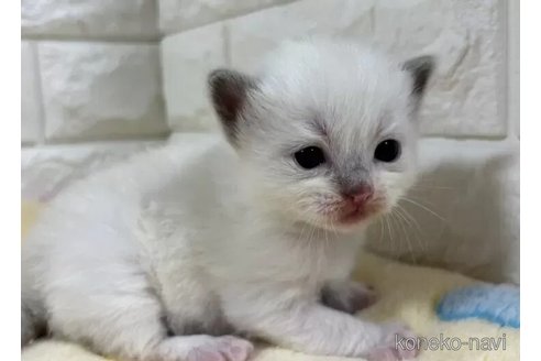 成約済の山梨県のラグドール-112999の5枚目