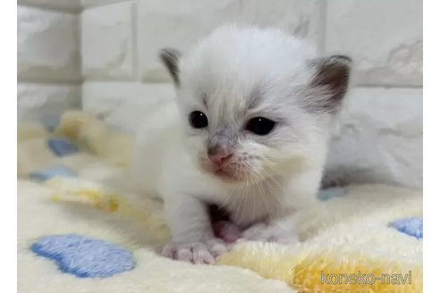 成約済の山梨県のラグドール-112999の6枚目