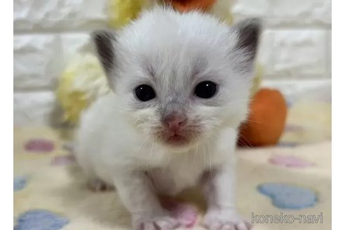 成約済の山梨県のラグドール-112999の2枚目