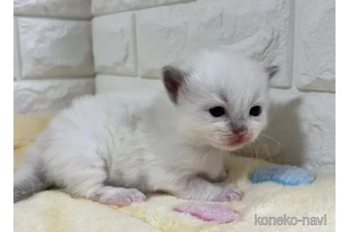 成約済の山梨県のラグドール-112999の3枚目