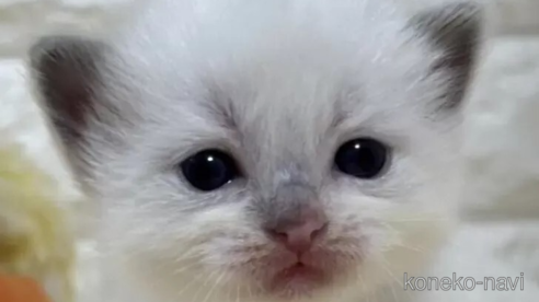 成約済の山梨県のラグドール-112999の1枚目