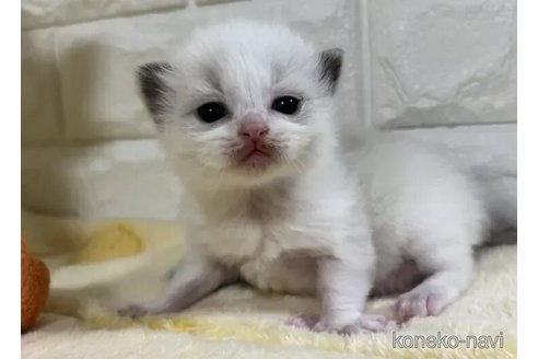 成約済の山梨県のラグドール-113000の4枚目