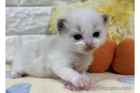 成約済の山梨県のラグドール-113000の5枚目