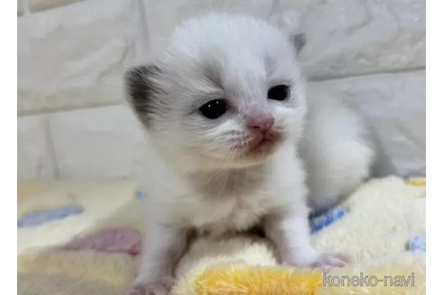成約済の山梨県のラグドール-113000の2枚目