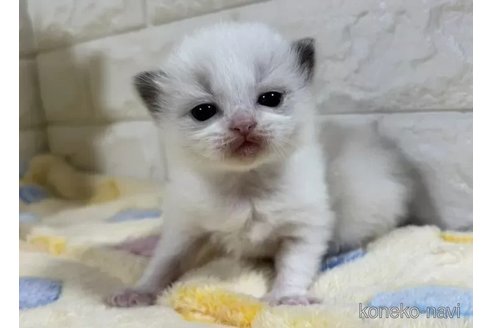 成約済の山梨県のラグドール-113000の3枚目