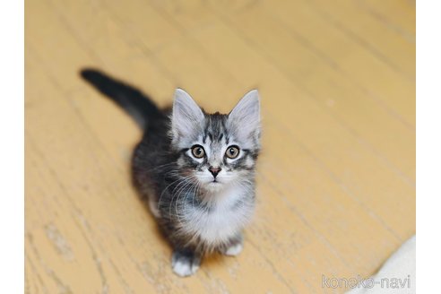 成約済の神奈川県のノルウェージャンフォレストキャット-111577の6枚目