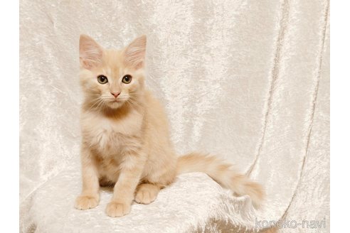 販売中の神奈川県のノルウェージャンフォレストキャット-110171の3枚目