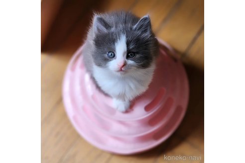 販売中の神奈川県のノルウェージャンフォレストキャット-113009の7枚目