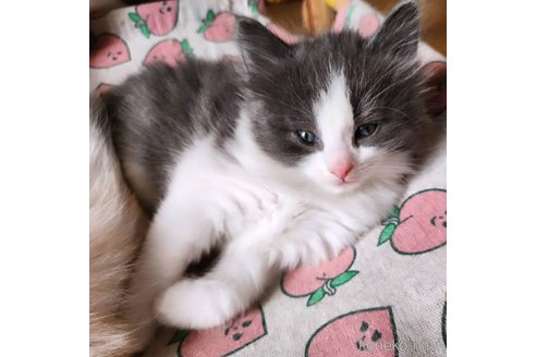 販売中の神奈川県のノルウェージャンフォレストキャット-113009の8枚目