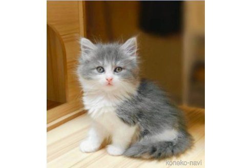 販売中の神奈川県のノルウェージャンフォレストキャット-113010の4枚目
