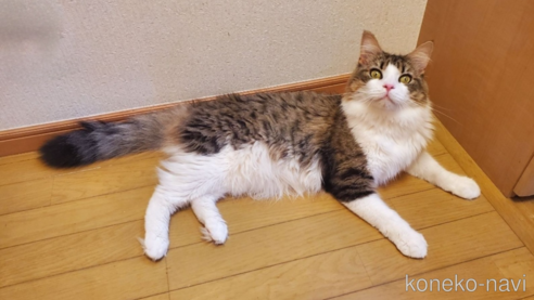 チタくん1枚目