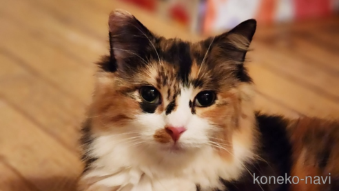 ぽんちゃん1枚目