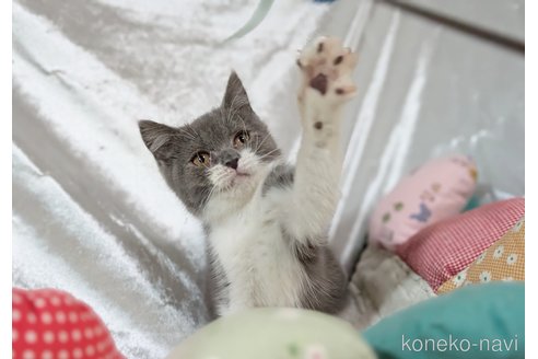 販売中の宮城県のブリティッシュショートヘア-113018の4枚目