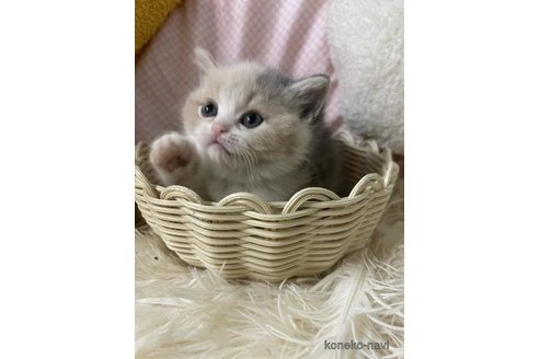 成約済の大阪府のスコティッシュフォールド-113022の2枚目