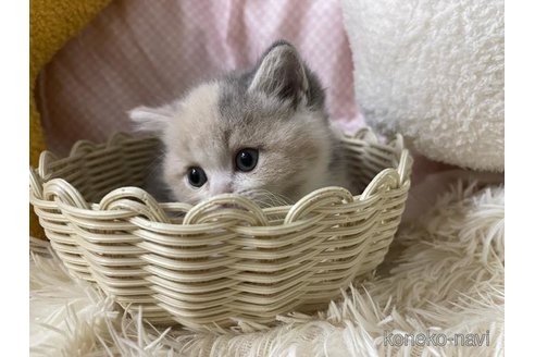 成約済の大阪府のスコティッシュフォールド-113022の6枚目