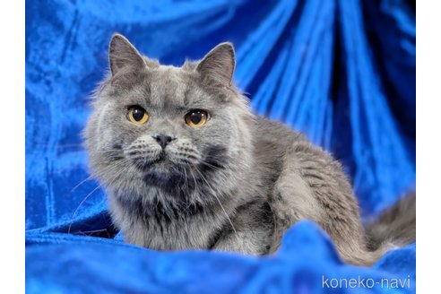 商談中の宮城県のスコティッシュフォールド-95875の5枚目