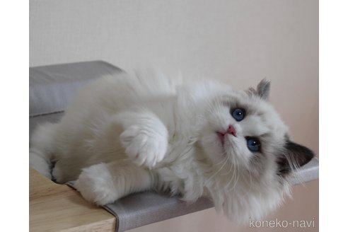 成約済の山梨県のラグドール-111539の14枚目
