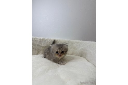 販売中の埼玉県のサイベリアン-113064の5枚目