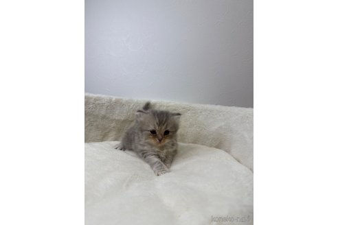 販売中の埼玉県のサイベリアン-113064の4枚目