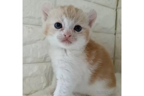 販売中の静岡県のキンカロー-113067