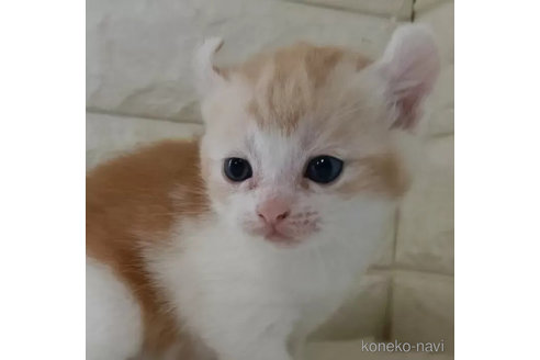 販売中の静岡県のキンカロー-113067の4枚目