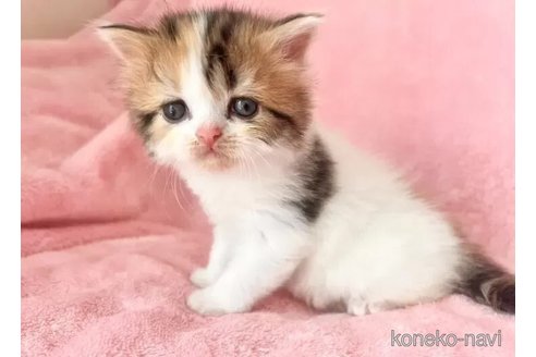 成約済の静岡県のスコティッシュフォールド-113073の5枚目