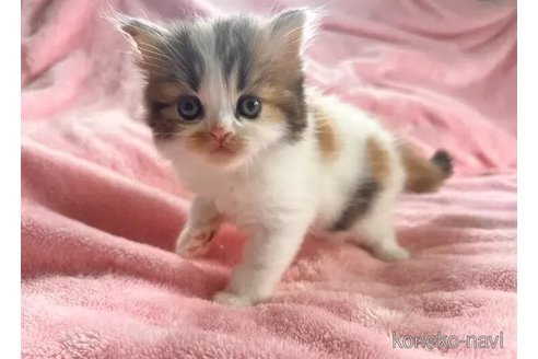 成約済の静岡県のスコティッシュフォールド-113075の2枚目