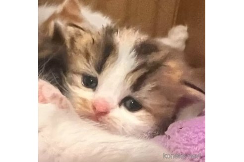 成約済の静岡県のスコティッシュフォールド-113075の3枚目