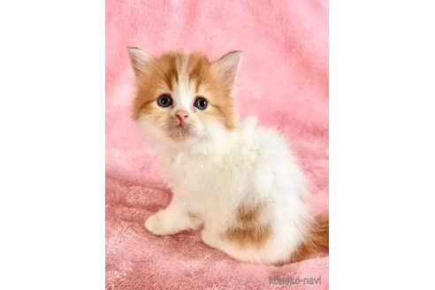 販売中の静岡県のスコティッシュフォールド-113080の6枚目