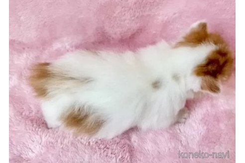 販売中の静岡県のスコティッシュフォールド-113080の2枚目