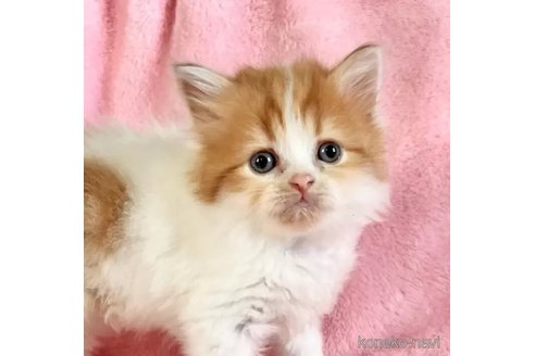 販売中の静岡県のスコティッシュフォールド-113080の1枚目