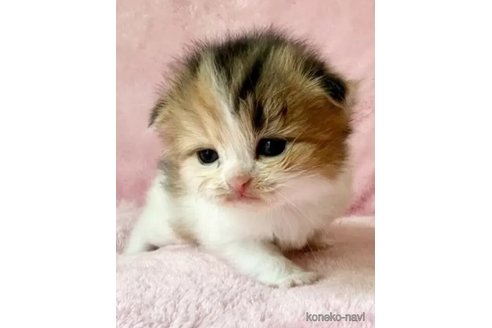 成約済の静岡県のスコティッシュフォールド(折れ耳)-113082の2枚目
