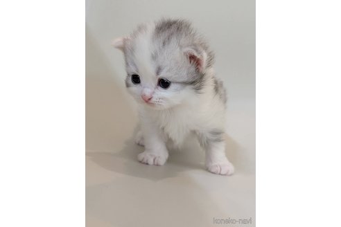 販売中の福岡県のスコティッシュフォールド-113089の31枚目
