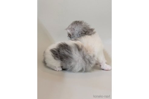 販売中の福岡県のスコティッシュフォールド-113089の28枚目