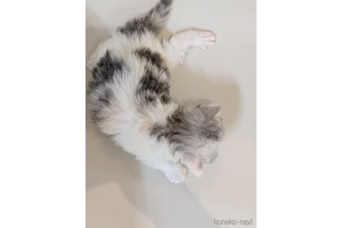 販売中の福岡県のスコティッシュフォールド-113089の27枚目