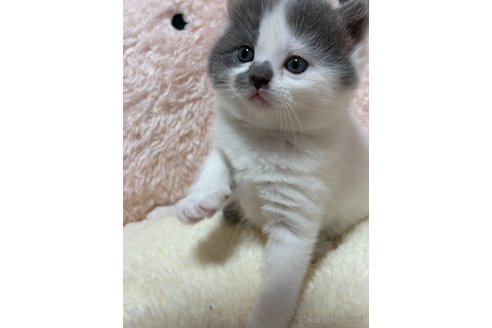 成約済の奈良県のスコティッシュフォールド-113099の3枚目
