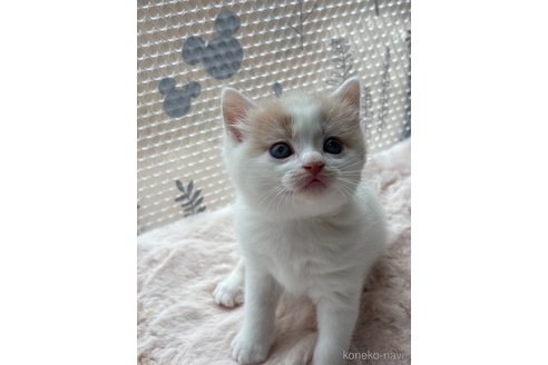 成約済の奈良県のスコティッシュフォールド-113103の4枚目