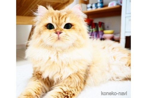 ののブリティッシュロングヘア-