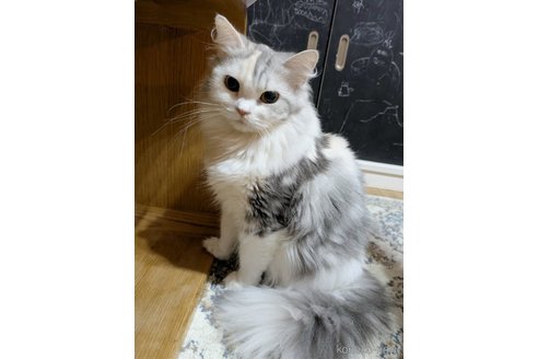 ティアナちゃん1枚目