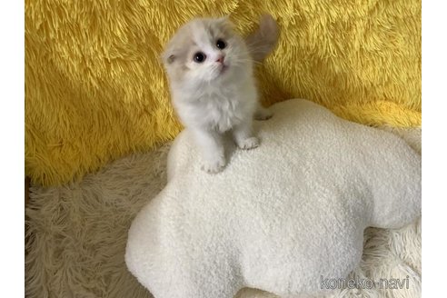 成約済の大阪府のスコティッシュフォールド(折れ耳)-113126の3枚目