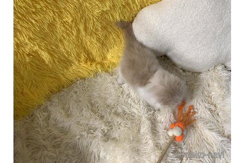 成約済の大阪府のスコティッシュフォールド(折れ耳)-113126の4枚目